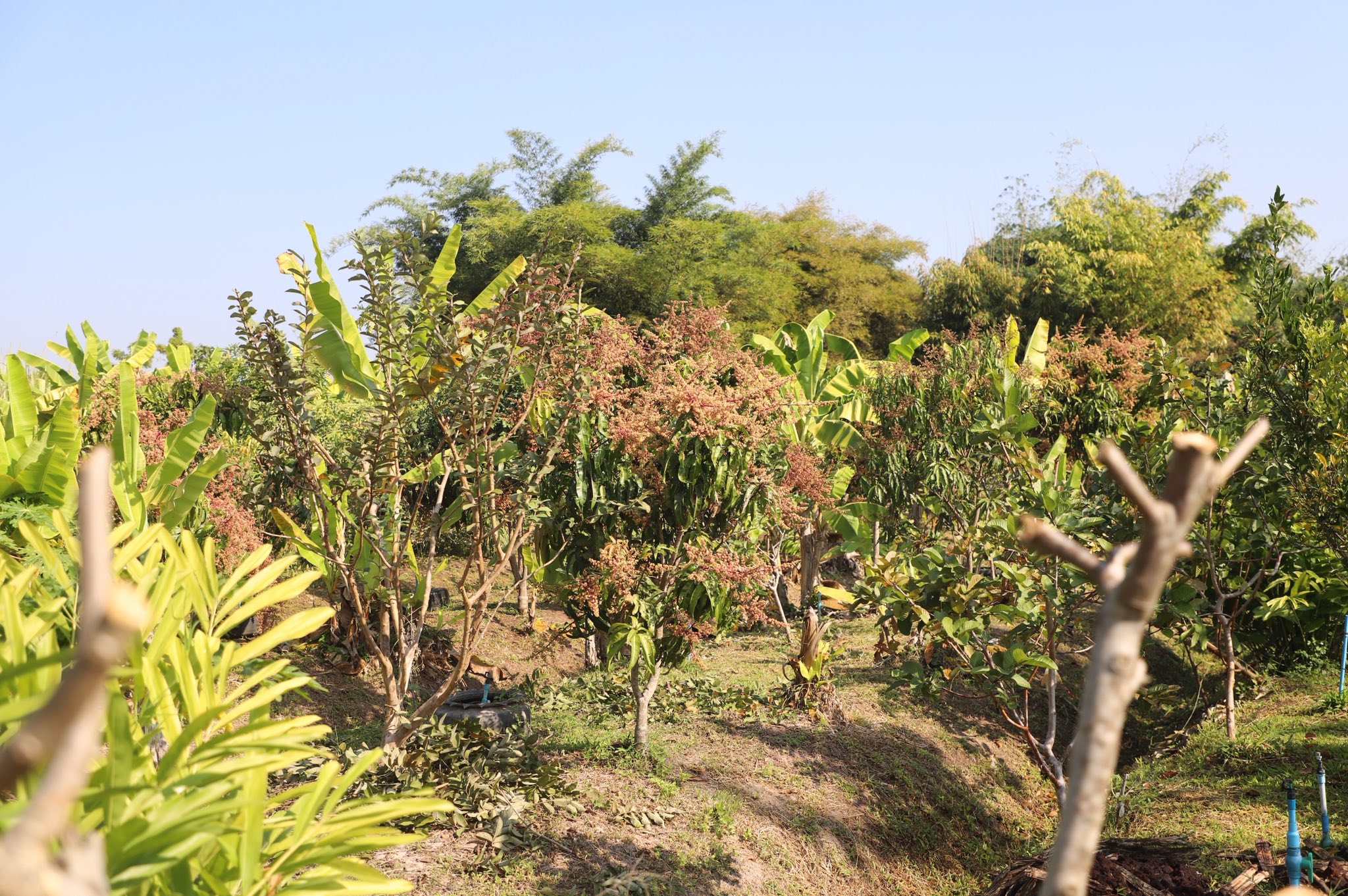title - ”พลิกโฉมเกษตรกรสู่ผู้ประกอบการ“ ส.ป.ก.ลำพูน โชว์ความสำเร็จเกษตรอินทรีย์ครบวงจร ตั้งแต่แปลงปลูกสู่ตลาดพรีเมียม!!